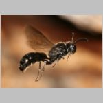 Psenulus sp - Grabwespe 06a 8-9mm.jpg